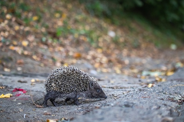 詹姆斯都以 詹姆斯都以
